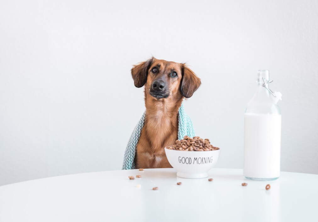 Benefits of Almond Milk for Dogs