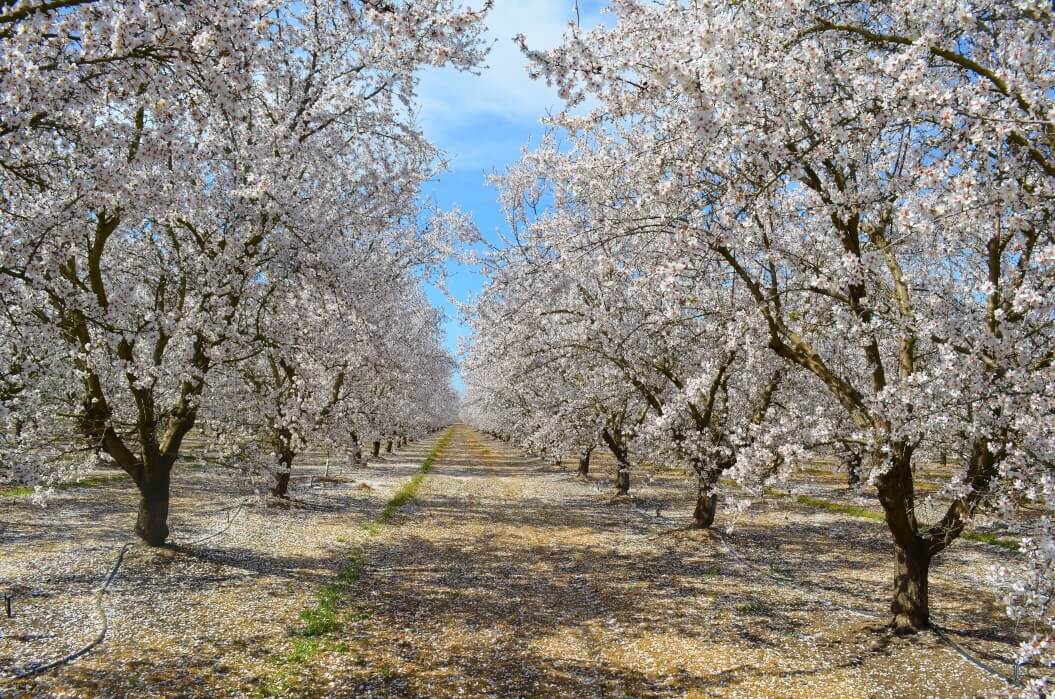Is Almond Milk Destroying the Environment