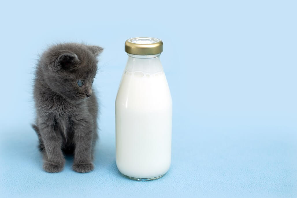 Is Almond Milk Safe For Cats