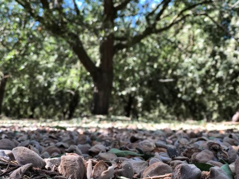 Is Almond Milk Bad for the Environment? (The TRUTH) Milk Pick