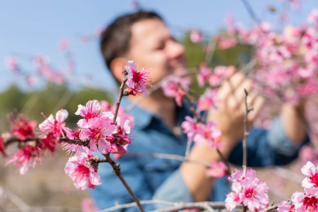 Is Almond Milk Bad for the Environment? (The TRUTH) Milk Pick