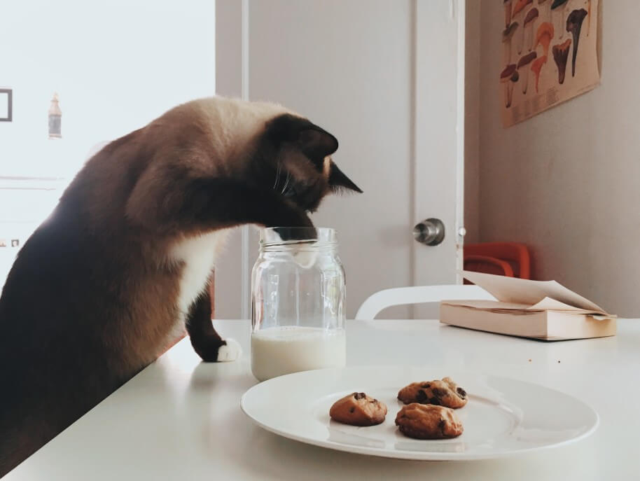 can cats have almond milk