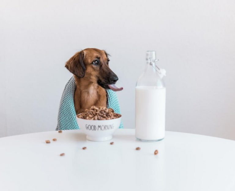 Can Dogs Have Almond Milk? Milk Pick