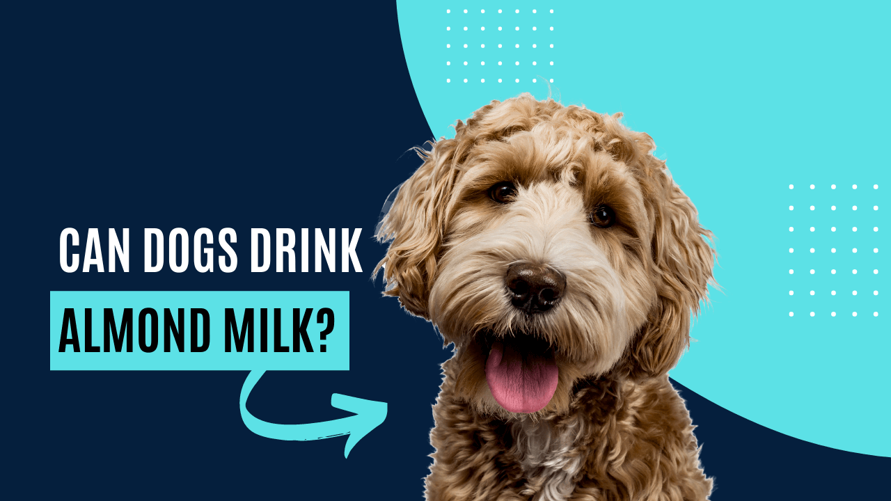 Can Dogs Have Almond Milk? Milk Pick
