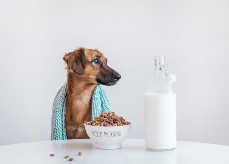 Can Dogs Have Almond Milk? Milk Pick