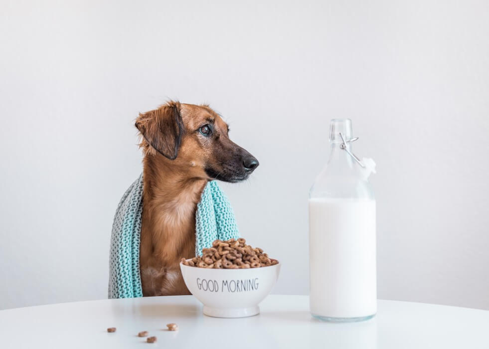 can dogs have almond milk