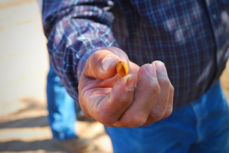 Is Almond Milk Bad for the Environment? (The TRUTH) Milk Pick