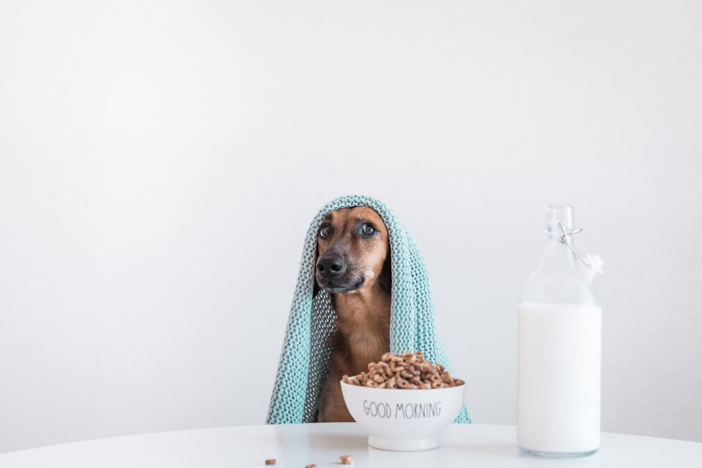 is almond milk safe for dogs
