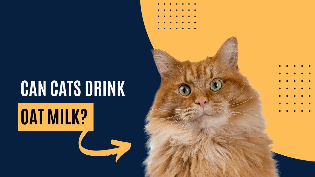 can-cats-drink-oat-milk-milk-pick