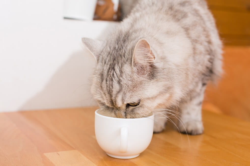 can cats drink oat milk