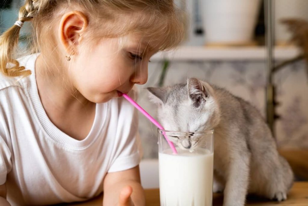 Can Cats Drink Oat Milk? Milk Pick