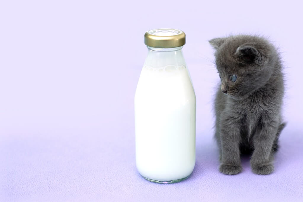 do cats like oat milk